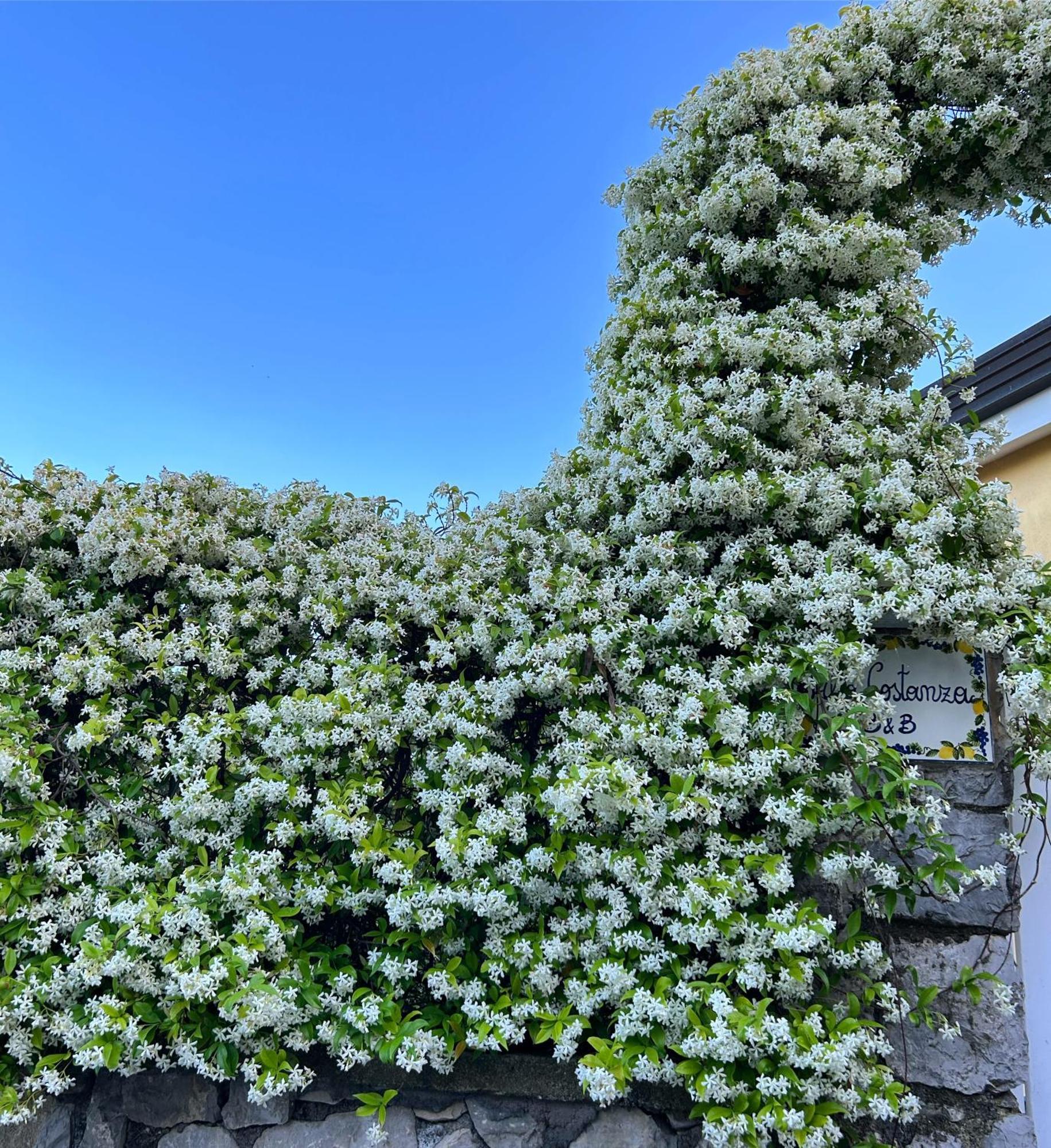 Villa Costanza Sorrento B&B Sant'Agnello Exterior photo